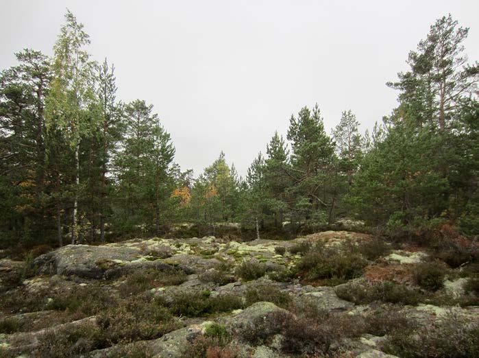 mäntyvaltaista talousmetsikköä. Kuva 11-4.