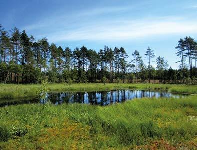 Bomossaträsket (kohde 2) Pieni luonnontilainen suolampi sijoittuu avohakkuualueen keskelle, jossa lampea ympäröi kapeahko vyöhyke varttunutta mäntyä.