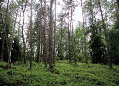 Kangasmetsäsaarekkeet ojittamattomalla suolla (kohde 5) Kangasmetsäsaareke sijoittuu tervaleppäluhdan lähiympäristöön.