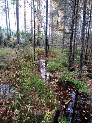 Saarekkeen puusto on luonnontilaisen kaltaista ja siten metsälain tarkoittama erityisen arvokas elinympäristö.