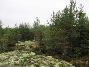 Lahopuustoa on paikoittain ja vain erittäin niukasti.
