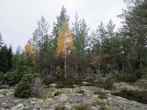 Tuulivoimala 7 Rakentamisalue sijaitsee pienellä