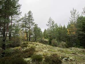 Tuulivoimala 11 Rakentamisalue sijaitsee avokallioalueella,