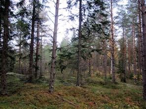 harvaa varttunutta ja vanhaa kalliomännikköä.