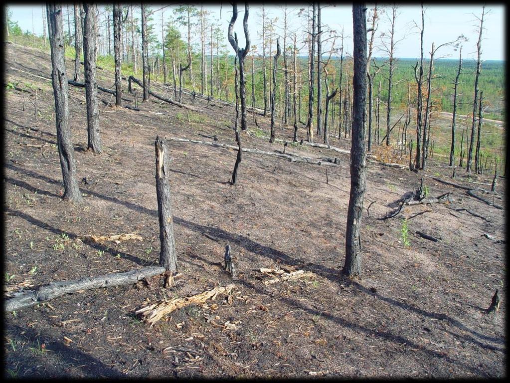pikkuperhoskartoitukset
