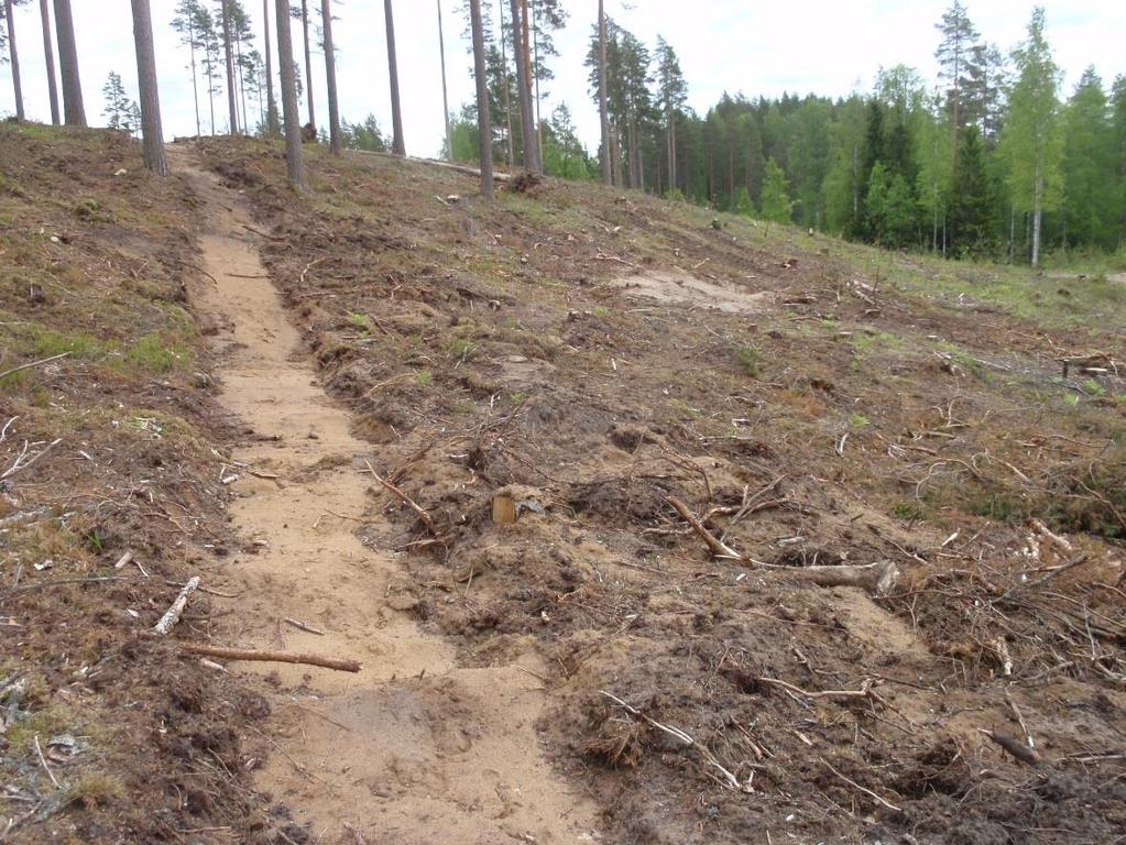 voisivat olla riittävän laadukkaita tieluiskalla sinnittelevän kangasajuruohon