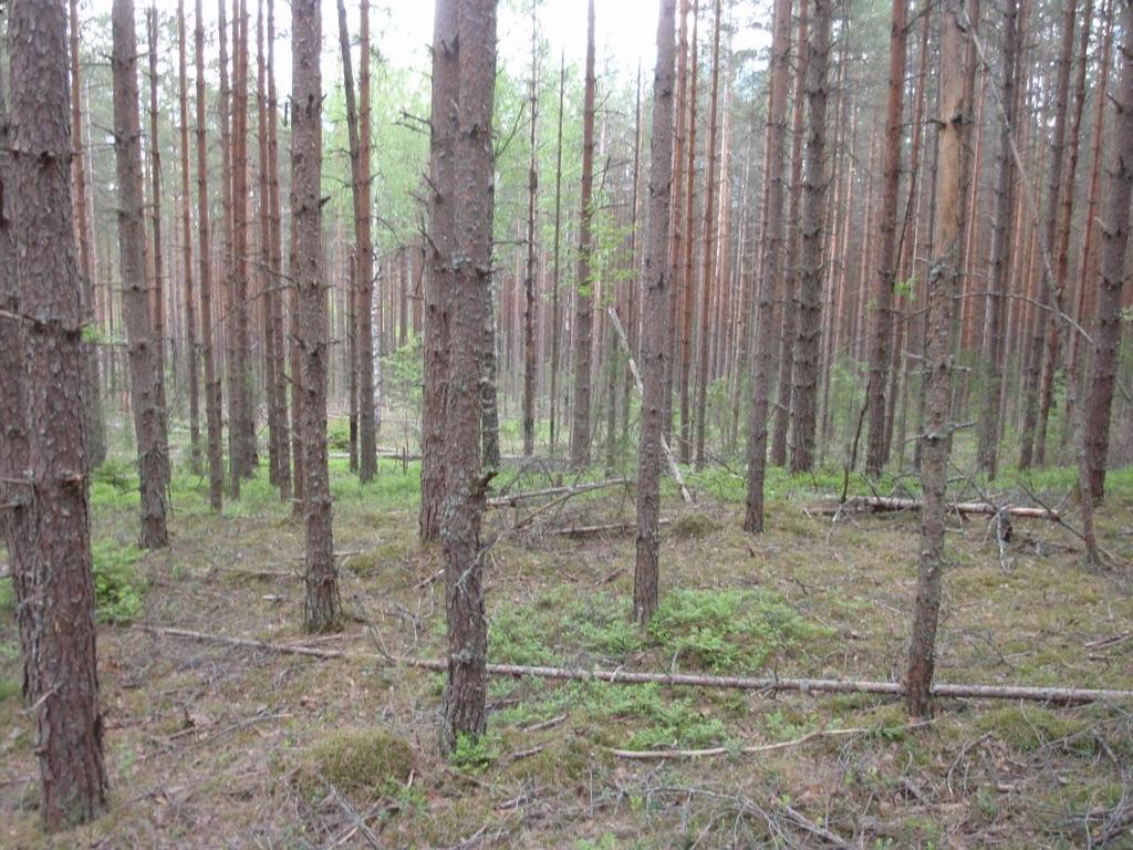 sillä nykyisellään ole merkitystä paahdeympäristönä.