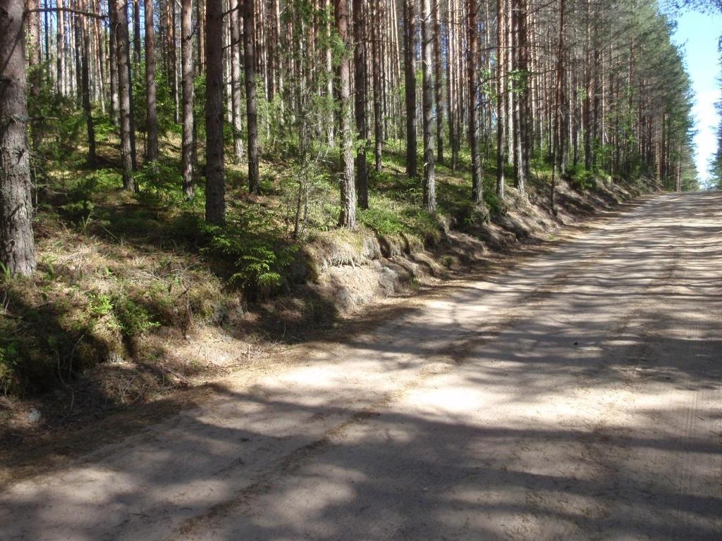 kangasajuruohoa kapealla kaistaleella, joka on peittymässä