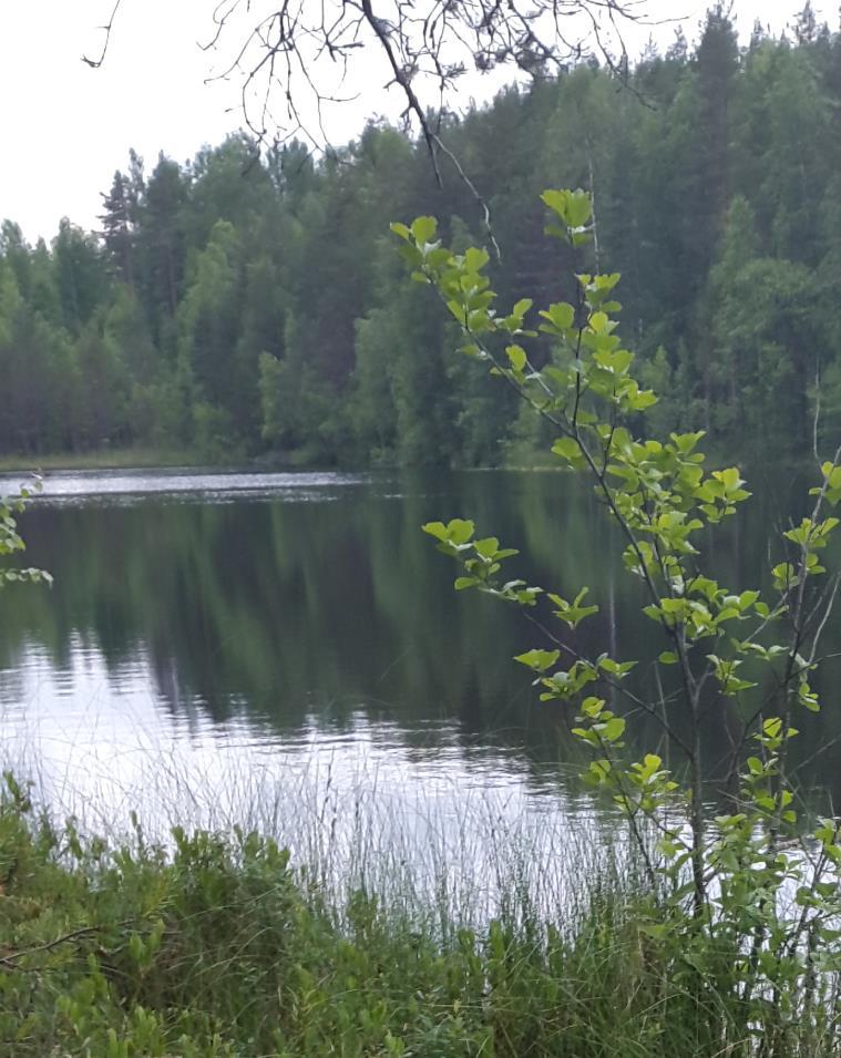 Monet suomalaisten mielipaikoista sijaitsevat metsässä ja vesien äärellä Kokemuksiin vaikuttavat myös monet persoonaan liittyvät tekijät, lapsuuden asuinympäristö, luontosuuntautuneisuus