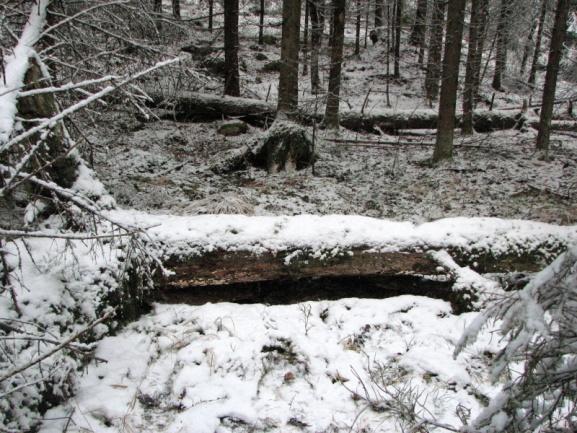 Lahopuuston lisääminen metsien monimuotoisuuden