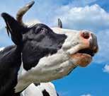 Lehmän FOSFORI-pastan fosforimäärä on 34 grammaa/tuubi, päivässä 68 grammaa. Käytetään lehmille, joilla on poikimisen jälkeen taipumusta jäädä makuulle (ns.