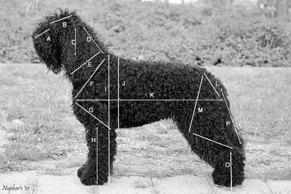 BARBET JALOSTUSKATSELMUS A - ULKOMUOTO 6(8) A = Kuonon pituus 9 cm Kuonon syvyys 13 cm B = Kallon pituus 14 cm Kallon leveys 13 cm C = Korvan pituus 12 cm (Karvojen kanssa 13 cm) D = Kaulan pituus 17