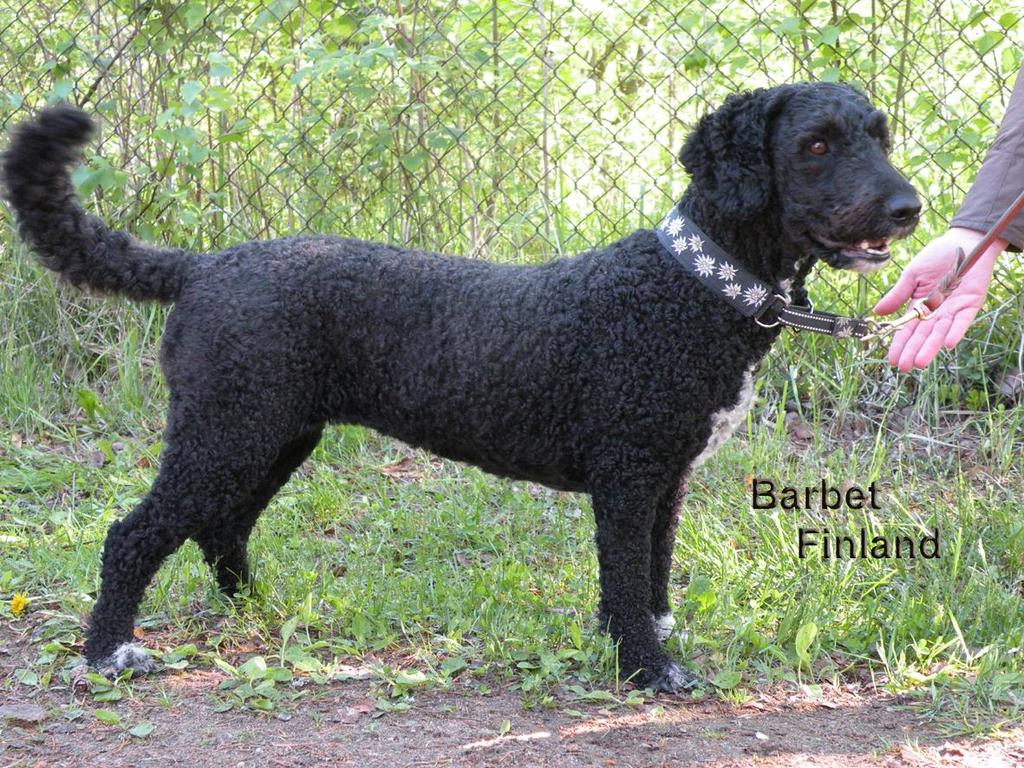 BARBET