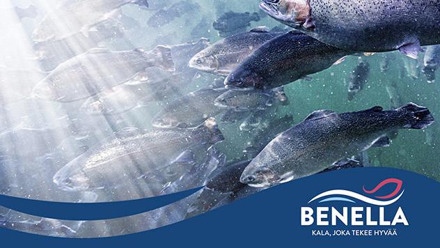 Raision vuosikertomus / Toimintaympäristö / Raisioagro Kestävästi tuotetun, ympäristöystävällisen Benella-kalan toinen myyntisesonki alkoi syyskuussa.