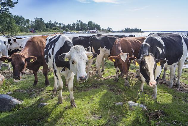 Raision vuosikertomus / Vuosi 2016 / Benemilk Benemilk Benemilk on Raision naudanrehuinnovaatio, jolla maidontuotannon hyötysuhde paranee, lehmät tuottavat enemmän maitoa ja sekä maidon rasva- että