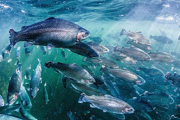 Raision vuosikertomus / Vuosi 2016 / Toimintaympäristö Itämeren alueen kalanrehujen markkinat olivat vakaat. Muutokset olivat enemmänkin kasvuolosuhteista johtuvia.