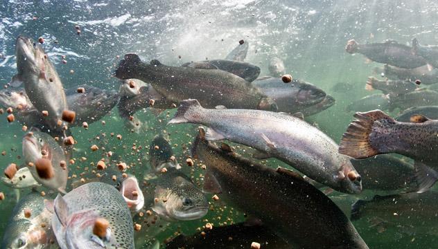 Raision vuosikertomus / Kestävä ruokaketju / Case: Baltic Blend -rehuinnovaatio teki kalankasvatuksesta kestävämpää Baltic Blend -rehuinnovaatio teki kalankasvatuksesta kestävämpää Kesäkuusta 2016