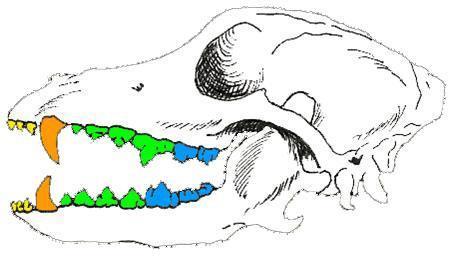 Kuva 1: KOIRAN HAMMASKARTTA Shetlanninlammaskoirilla yleisimpiä hammaspuutoksia ovat pienten välihampaiden (premolaarien) puutokset.