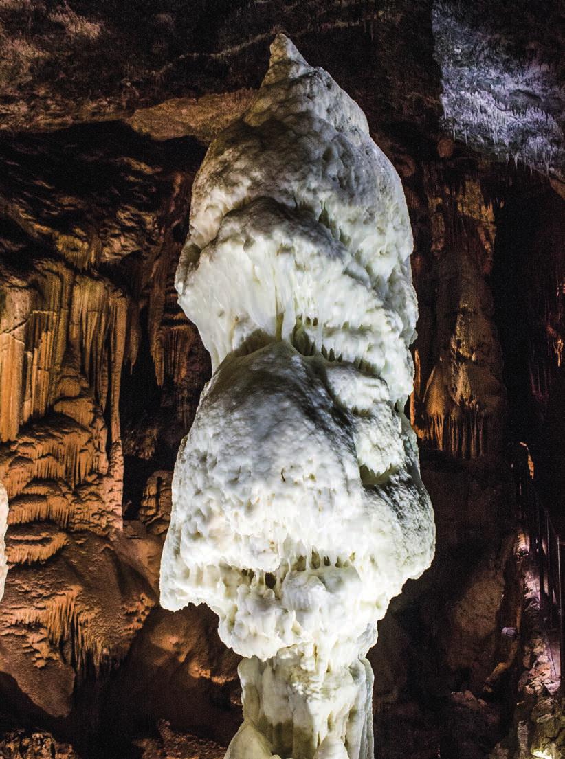 The offer includes 4 nights including breakfast at Hotel Delfin 4 dinners Welcome glass of wine Guided tour to Postojna caves Guided tour to Piran and saltpans of Sečovlje Guided tour to Lipica stud