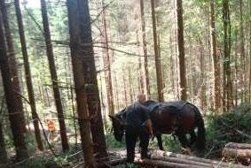 Tutkimuksen kohdeyritys Romaniassa Omistaa 12 ha metsää, joka on monimuotoista ja -lajista Korjuun kohteena jalot lehtipuut ja pihta, vuotuiset hakkuut 5 6 m³/ha Puusto myydään pystyyn
