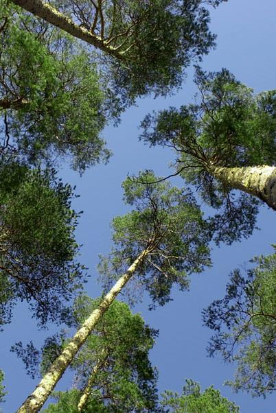 Metsäkoulutus ry kokoaa alan koulutustoimijat yhteen Yhdistys perustettu toukokuussa 2016 Yhdistyksessä jäseninä työnantajat, koulutuksen järjestäjät (ammatillinen koulutus ja korkeakoulutus),