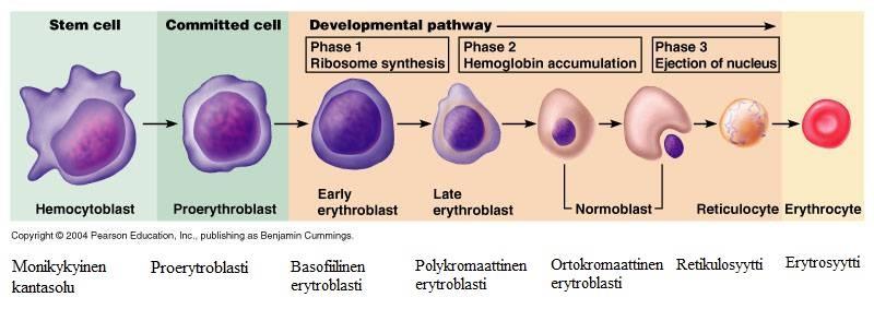 21 osa mitooseista tapahtuu juuri proerytroblastivaiheessa. BFU-E-tasolta erytrosyytin muodostumiseen kuluu normaalisti pari viikkoa.