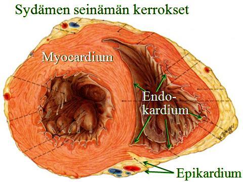 Endokardium verhoaa sydämen sisäpintaa Sydämen sisimmän kerroksen muodostaa yhtenäinen yksinkertaisen levyepiteelin endoteelisolukerros ja sen alla oleva niukka löyhä sidekudos.