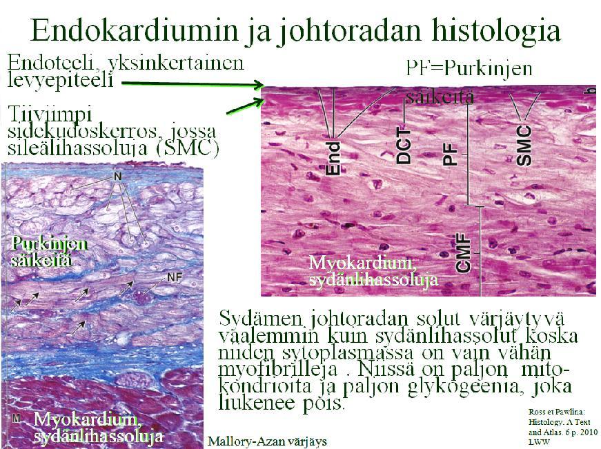Endokardiumin seuraavassa kerroksessa on tiiviimpää sidekudosta ja mm. sileälihassoluja ja tämän alla vielä subendokardiaalinen sidekudos, joka sisältää siis johtoratajärjestelmän.