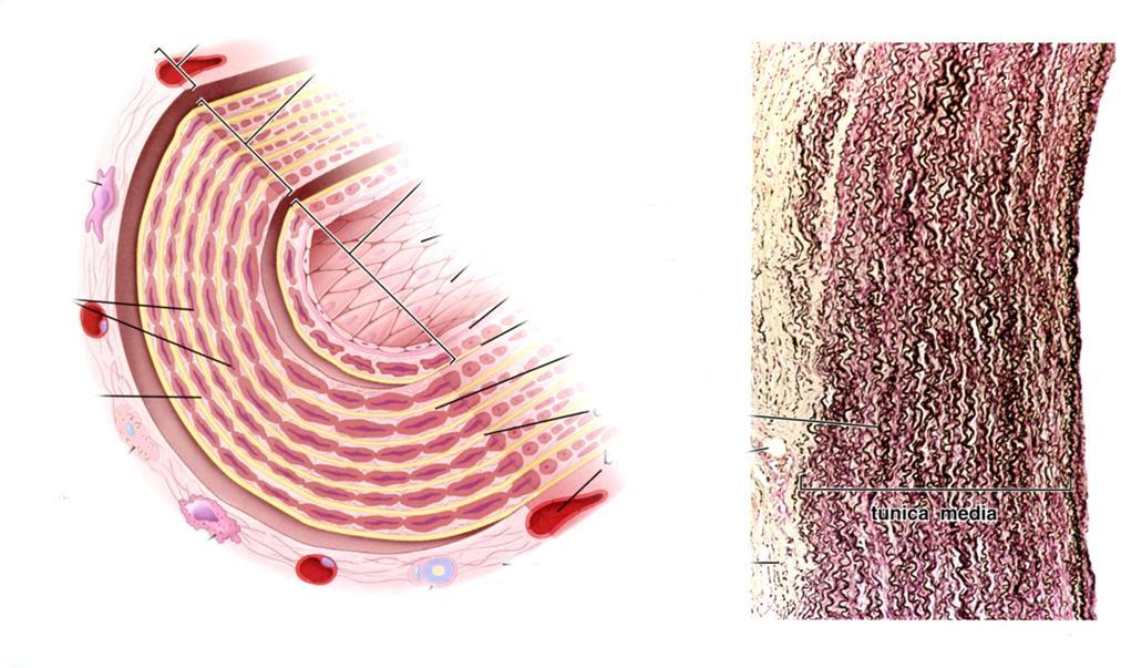 Kimmovaltimon mikroskooppinen rakenne (samalla valtimon perusrakenne) Tunica intima koostuu endoteelisolukerroksesta, sen alla olevasta tyvikalvosta, endoteelin alaisesta sidekudoskerroksesta sekä