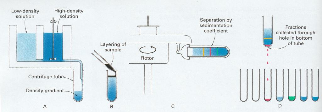 Sedimentaatio sentrifugilla, jatkuu kiihtyvyystermi rotaatiossa 3 Ajautumisnopeus: Tasapainossa: v drift f m r