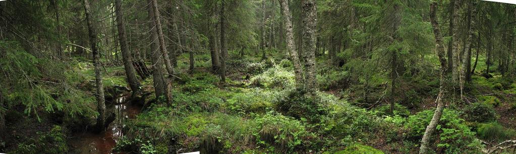 Ekosysteemipalvelut - riistanhoito Riistan elinmahdollisuuksien edistäminen konkreettinen esimerkki ekosysteemipalveluista käytännössä - myös monimuotoisuutta Päähuomio metsäkanalintujen