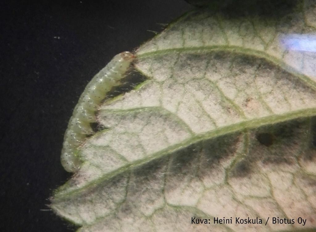 "Hämärikkökääriäinen" Kääriäistoukkia harmokääriäisiä eli hämärikkökääriäisiä (Cnephasia sp.) ja talvikääriäisiä (Acleris sp.) esiintyi myös vadelmalla, mansikkakin kuuluu niiden isäntäkasveihin.