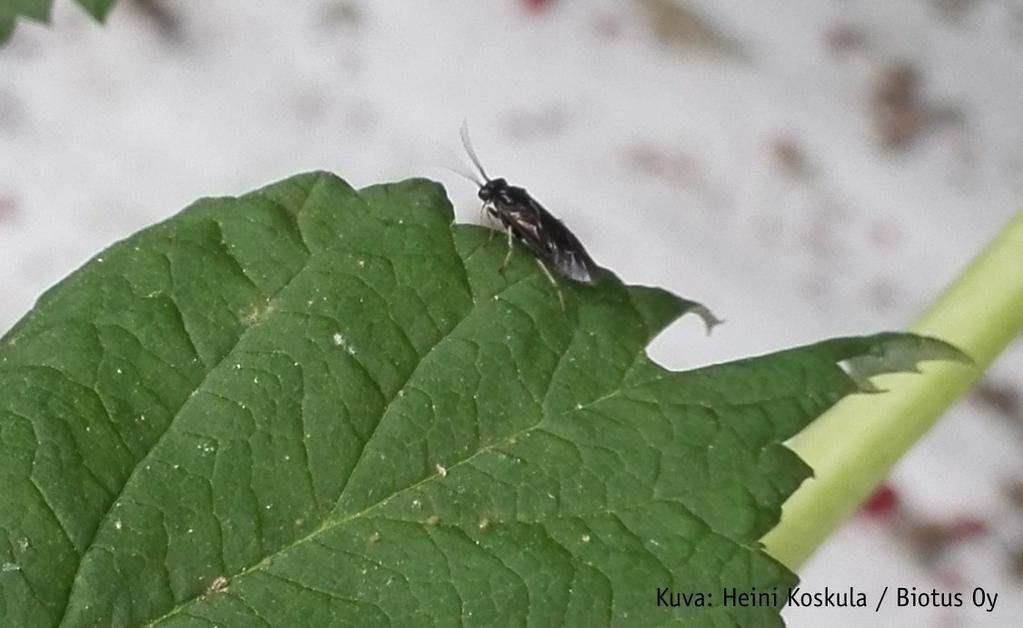 Aikuinen Priophorus -pistiäinen on musta 4,5-7 mm pitkä. Koiraat ovat harvinaisia - lisääntyminen yleensä partenogeneettistä.