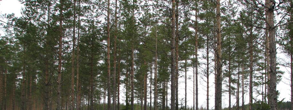 Alueen sijainti ja rajaus on esitetty kansilehdellä olevissa kartoissa. Asemakaavoitettavan alueen pinta-ala on n.20 ha.