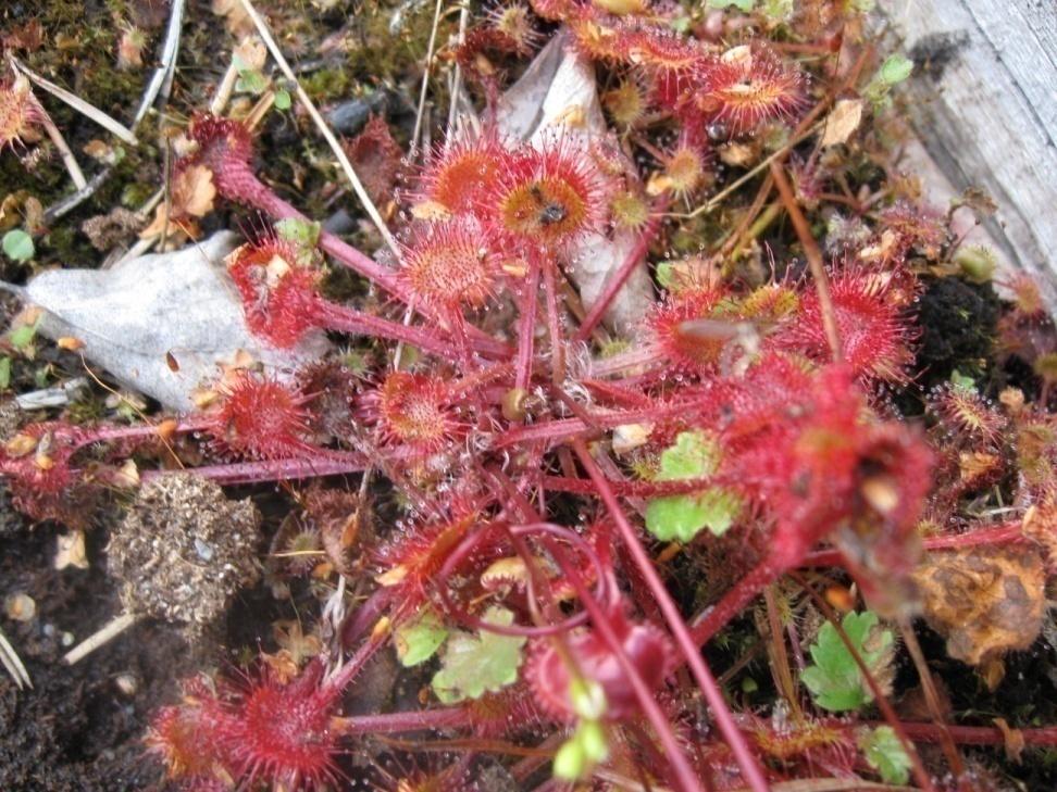 Pyöreälehtikihokki Drosera