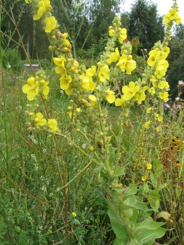 Rohtotulikukka Verbascum