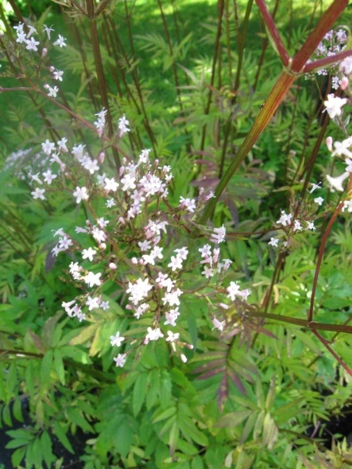 Rohtovirmajuuri Valeriana