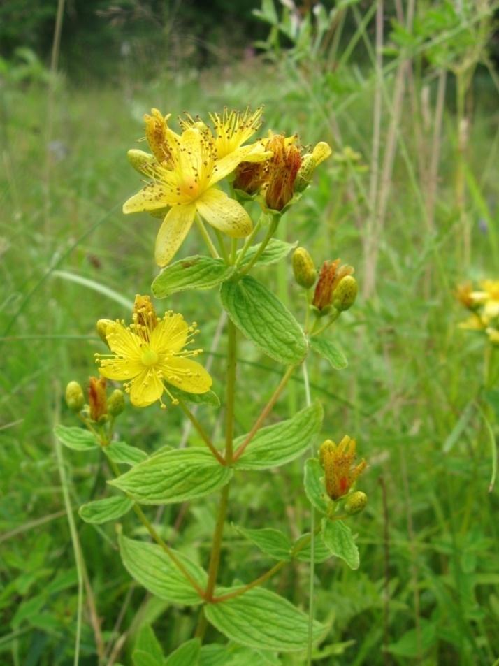 Särmäkuisma Hypericum