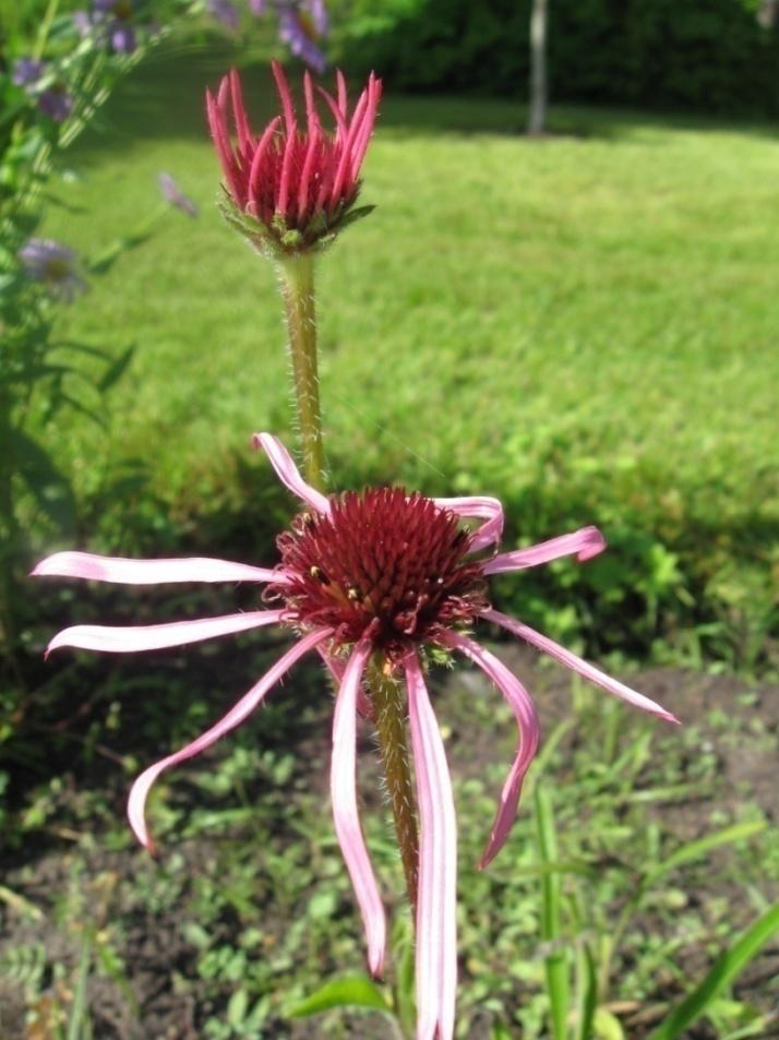 Kaunopunahattu (auringonhattu) Echinacea