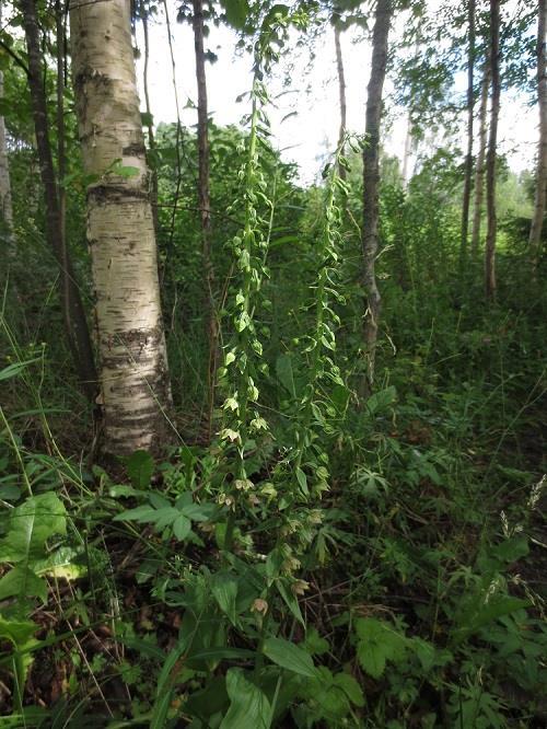 3.2 Putkilokasvit Valtakunnallisesti tai alueellisesti uhanalaisiksi luokiteltuja tai erityisesti suojeltavia putkilokasveja ei havaittu. Luonnonsuojeluasetuksen (29.1.