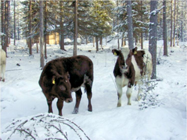 Eläimiä ei saa siirtää kylmänä vuodenaikana suoraan lämpimästä navetasta ulkokasvatukseen.
