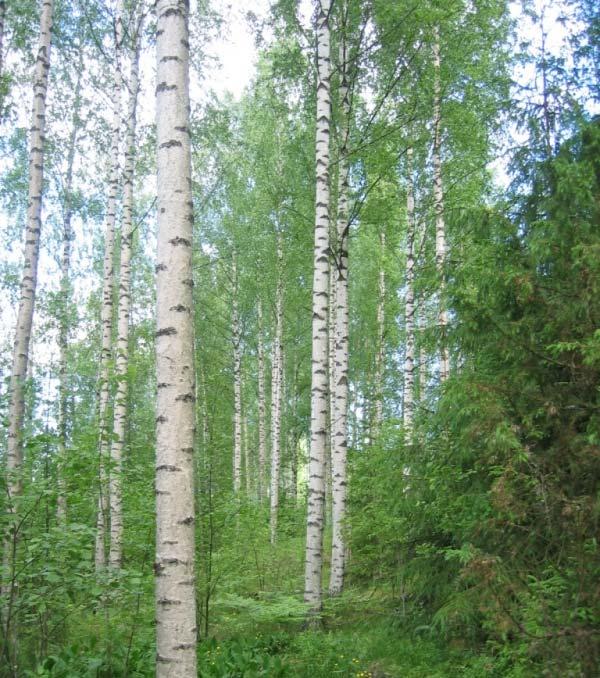 riittävän leveä metsäkäytävä (tuulituhot, metsänhoito; Jutila 2010) Harvinaisia putkilokasvilajeja jänönsalaatti ja