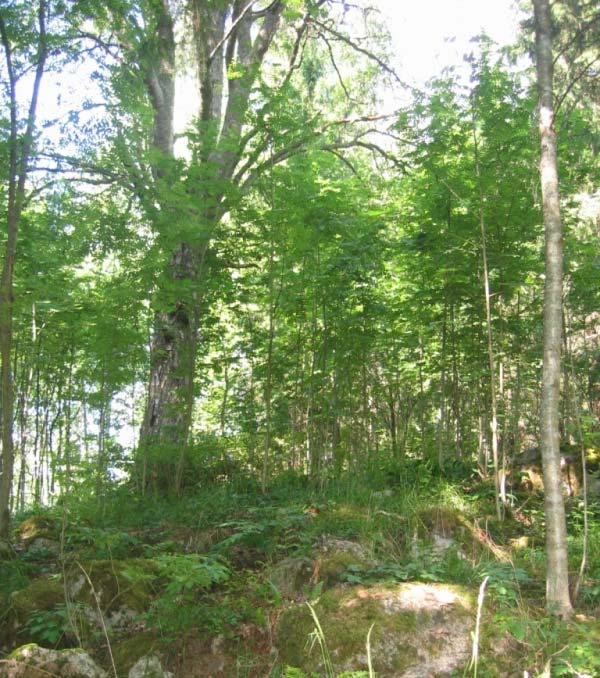 ranta-alueella lepakoita (Metsänen 2010) Suojeltavat puut: mukurakuuset ja kookkaat haavat (Jutila 2010) Hulevedet