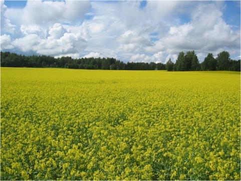 Lännen Tehtaat Vilja- ja öljykasviliiketoiminta Avena Nordic Grain toimii kotimaisessa ja kansainvälisessä vilja-, öljykasvi- ja rehuraakaainekaupassa.