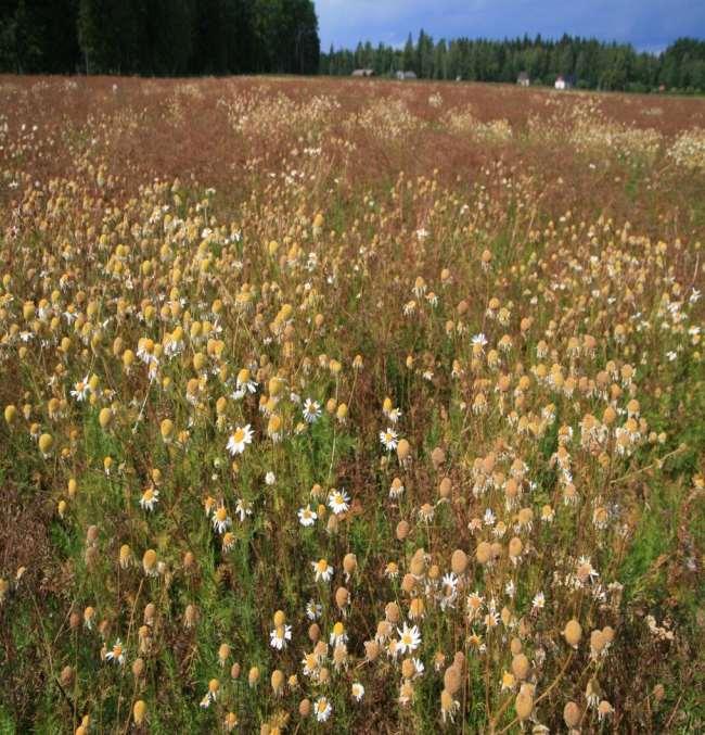 Kuminaketju-kasvintuhoojakartoitukset Rikkakasvit Saunakukka Voikukka Juolavehnä yhteensä kukkivia yhteensä kukkivia kpl/m 2 kpl/m 2 kpl/m 2 kpl/m 2 kpl/m 2 1.satovuosi 1.4 0.4 2.5 0.2 7.2 2.