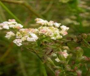 Kuminan rengaspunkki (Aceria carvi) pieni (< 0.