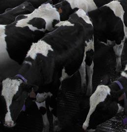Cow comfort -eläinten hyvinvointi 100% Osumatarkkuus DeLaval