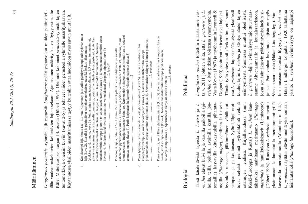 Sahlbergia 20.1 (2014), 28-35 JJ Määrittäminen Longitarsus pratensis -ryhmän lajit menevät Longitarsus-määrityskaavoissa muiden peitinsiiviltään vaaleanruskehtavien-kellertävien lajien sekaan.