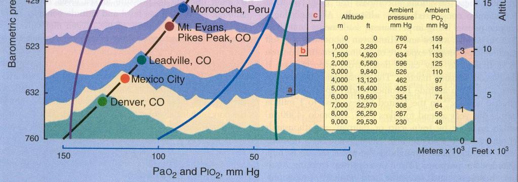 OXYGEN TRANSPORT IN BLOOD