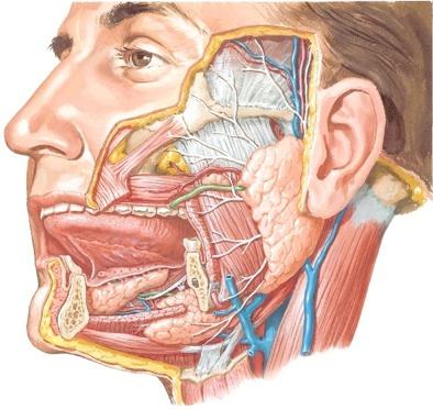 OSIO 1 Suun anatomiaa Kuva kirjasta Netter: Atlas of Human Anatomy.